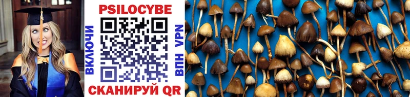 Псилоцибиновые грибы Psilocybe  купить наркотик  Адыгейск 